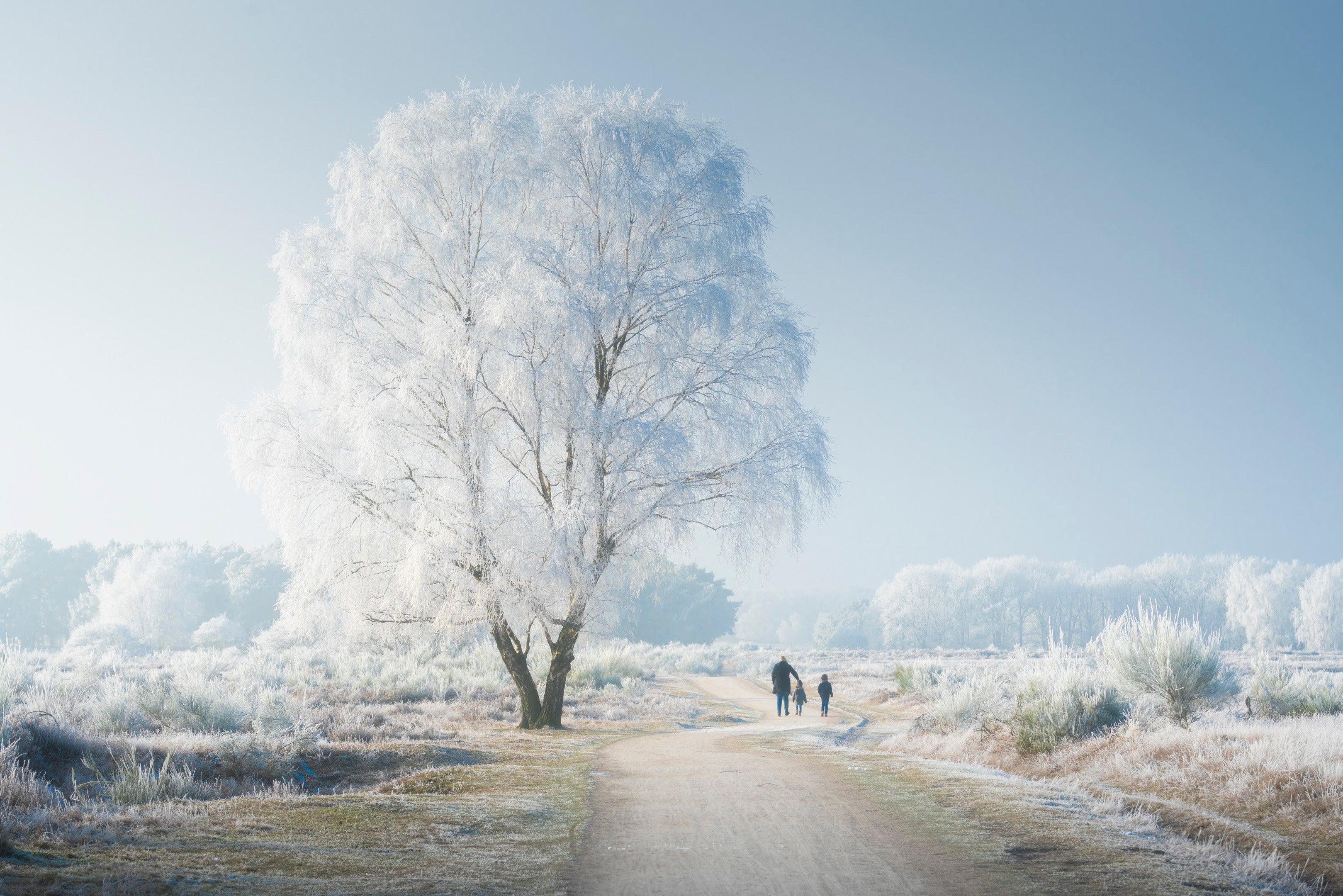A Frozen Wonderland featured opacity image