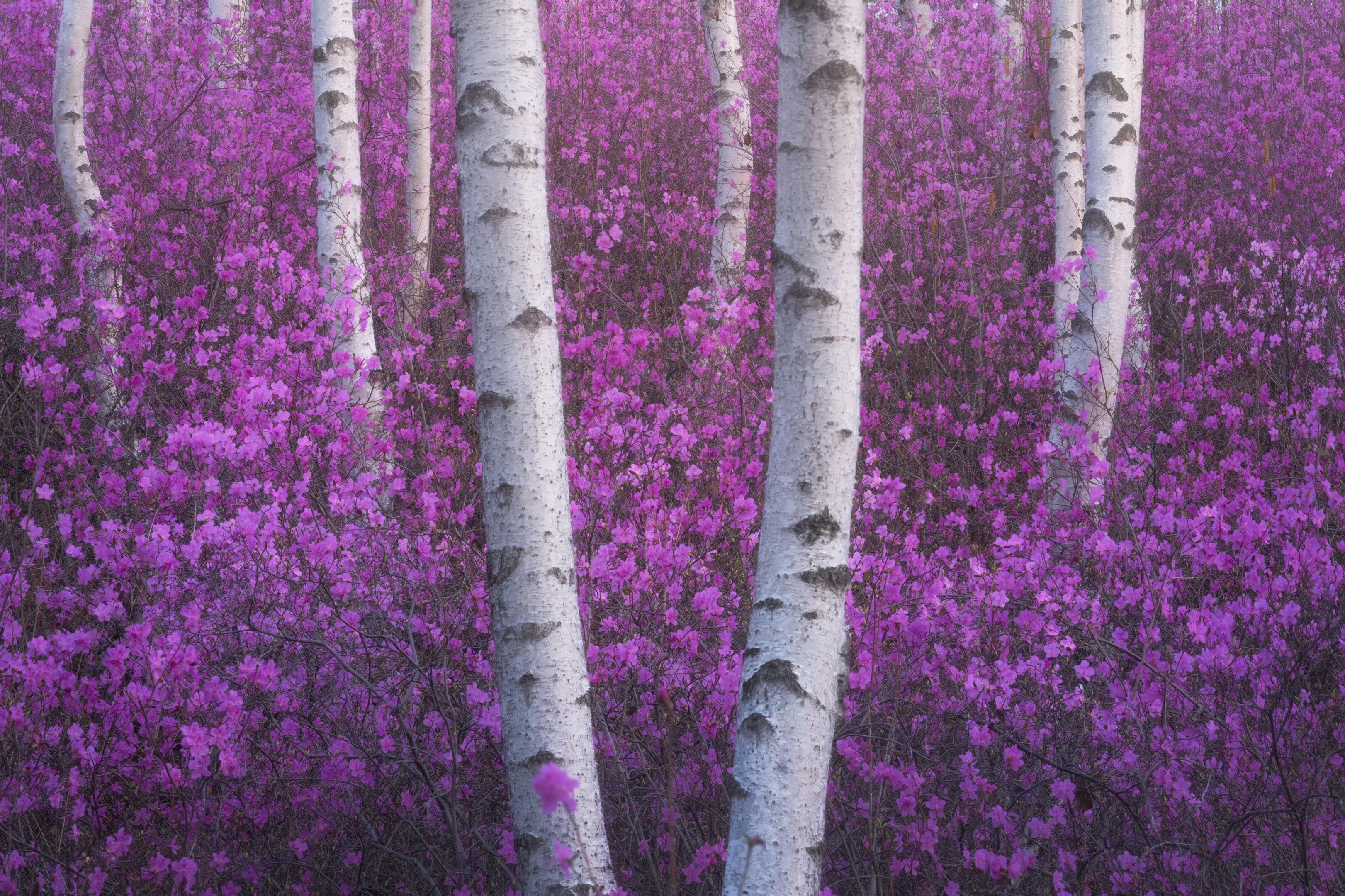 Magic Forest featured opacity image