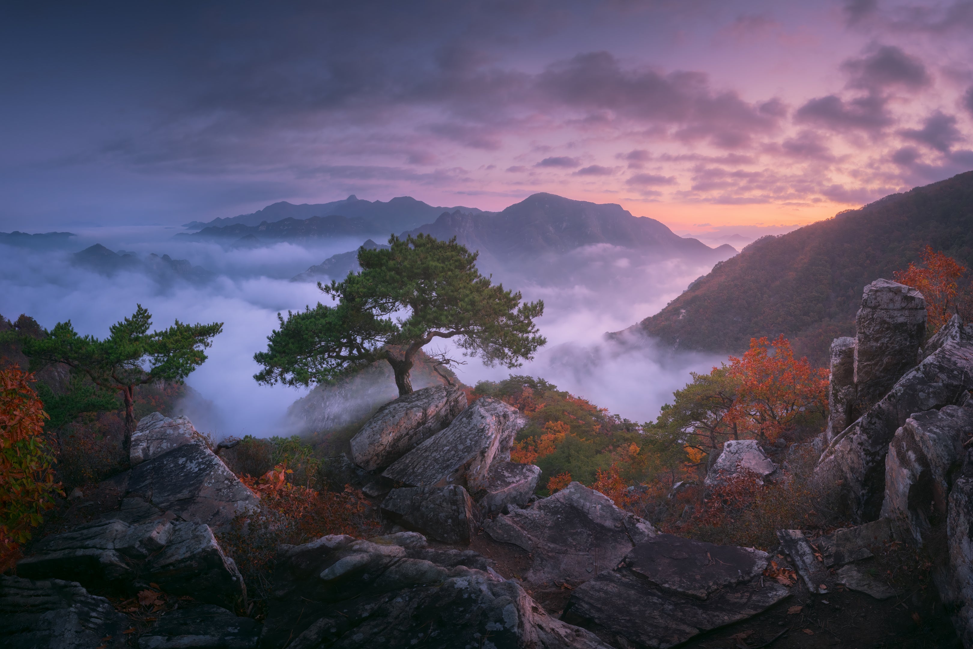 Bonsai featured opacity image