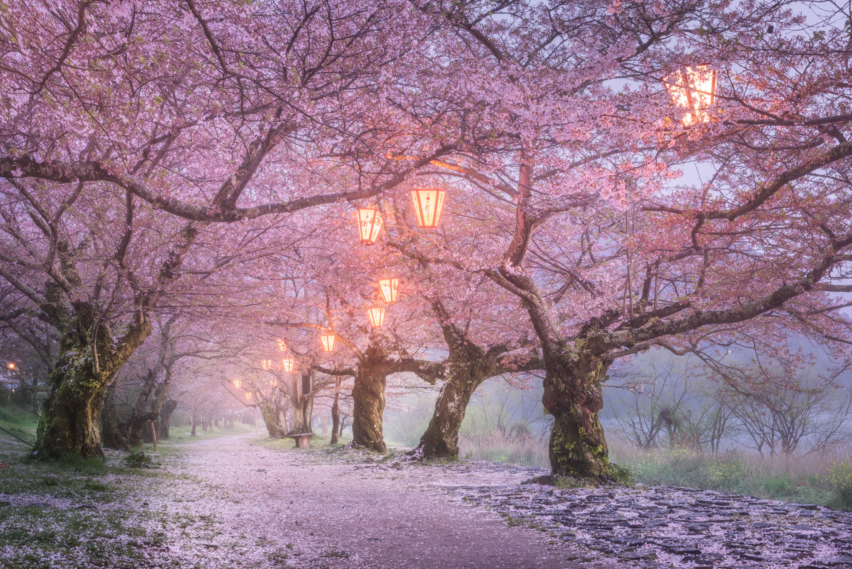 Old Sakura featured opacity image