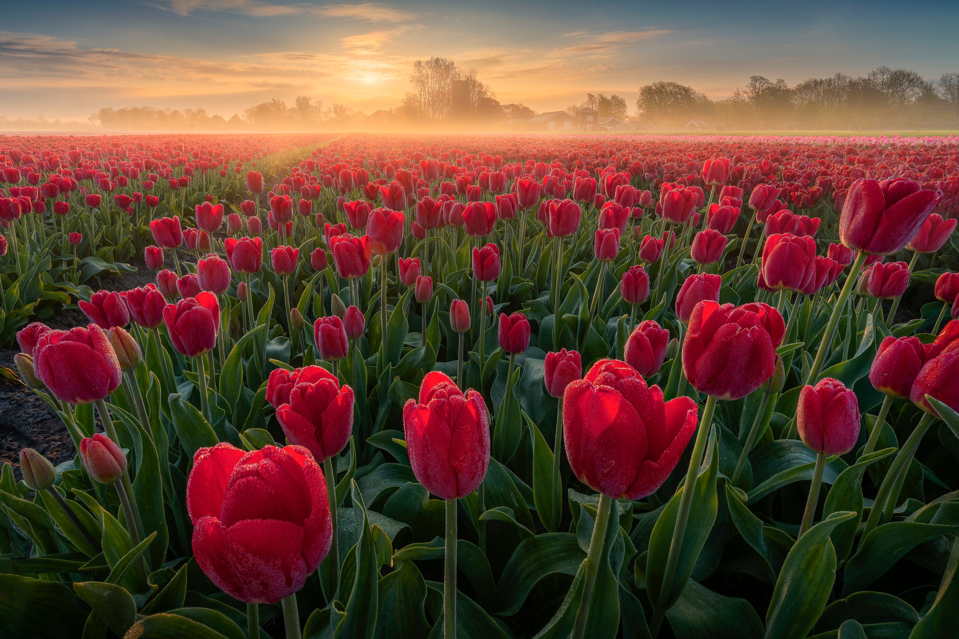 Endless Tulips featured opacity image