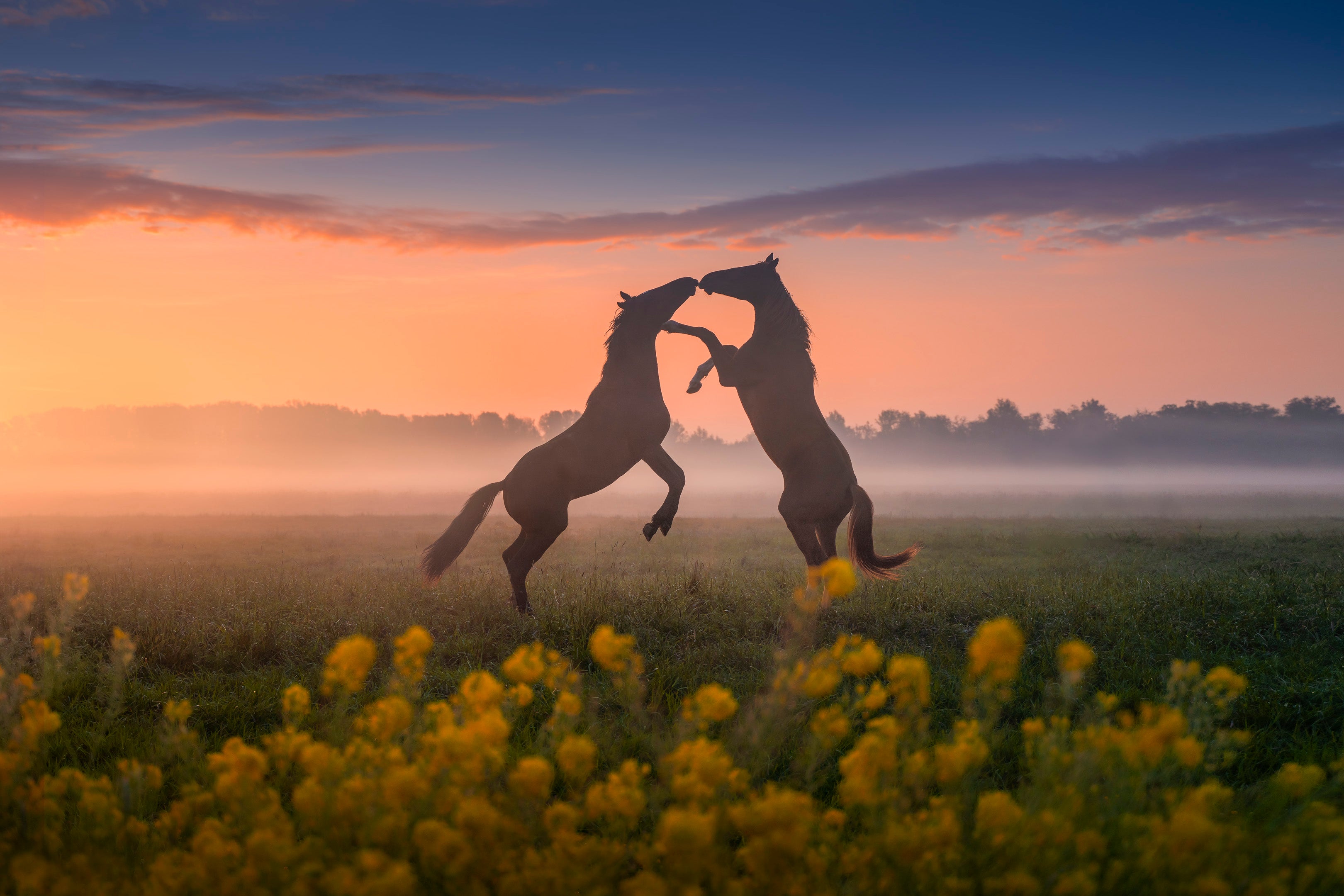 Kissing Horses featured opacity image