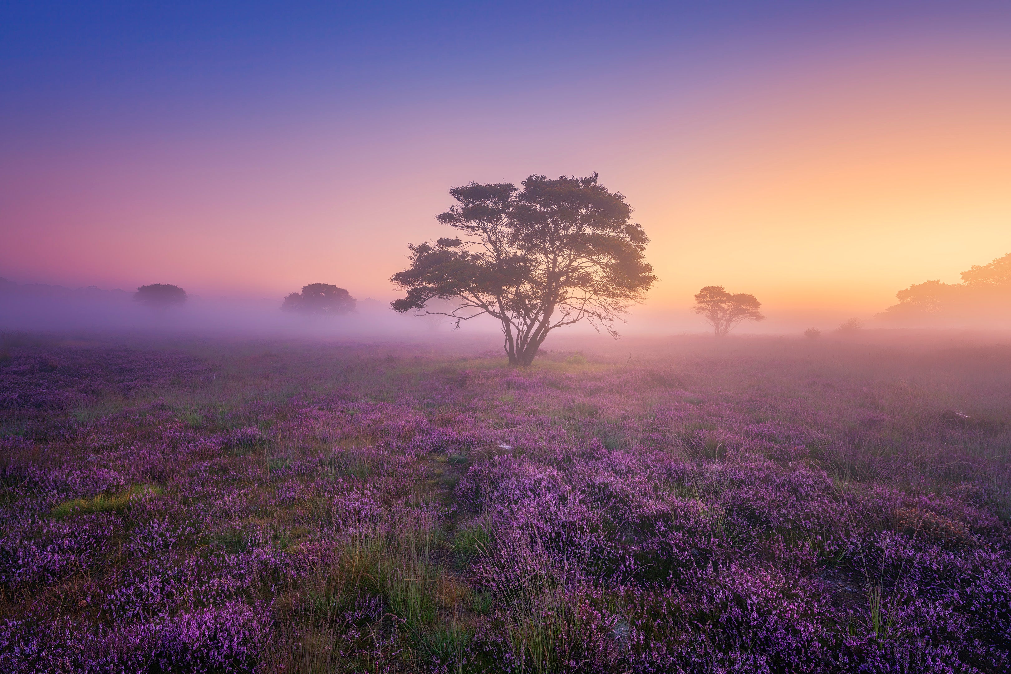 Purple Dream featured opacity image