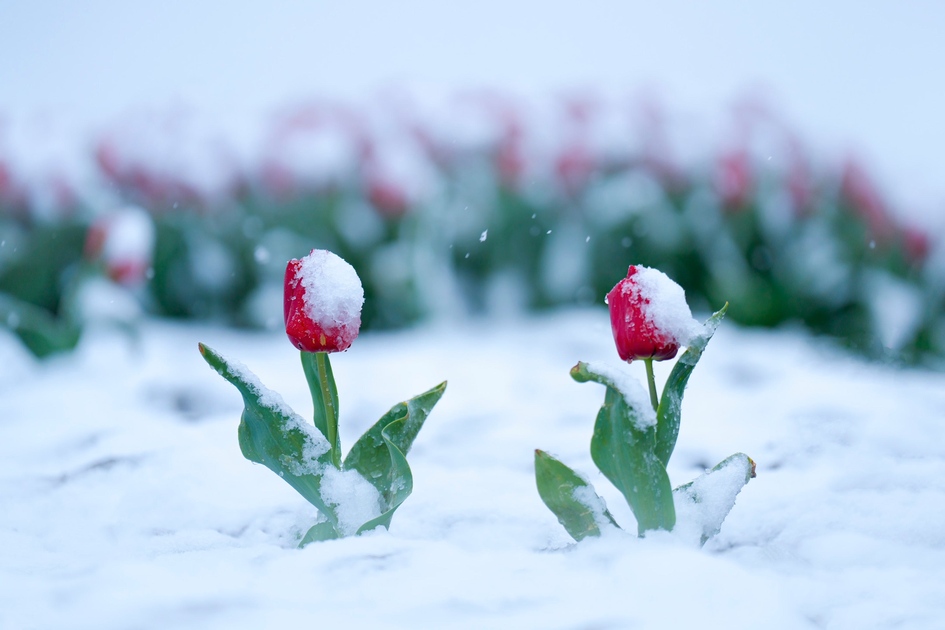 Snowkissed Tulips featured opacity image