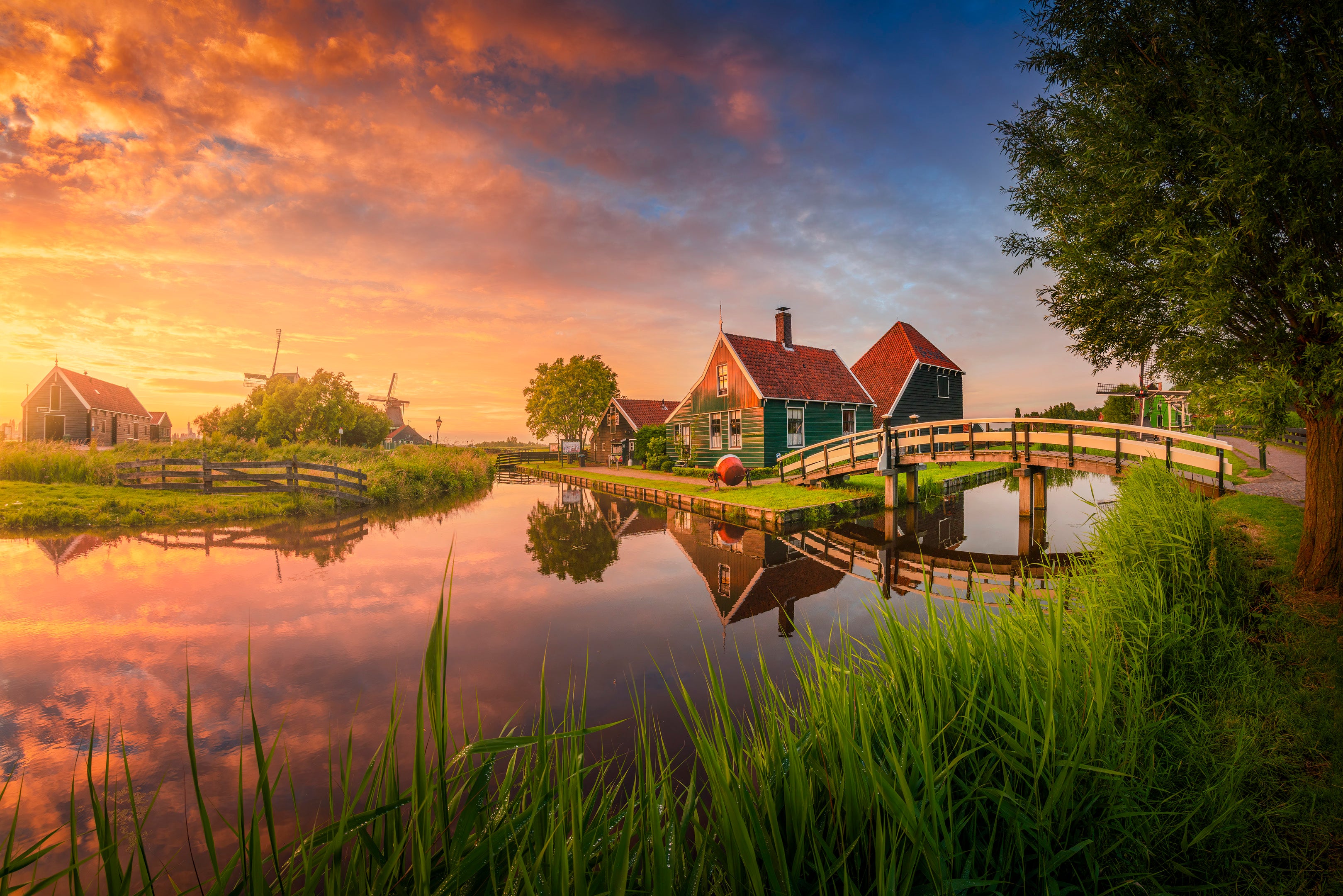 Summer Delight featured opacity image