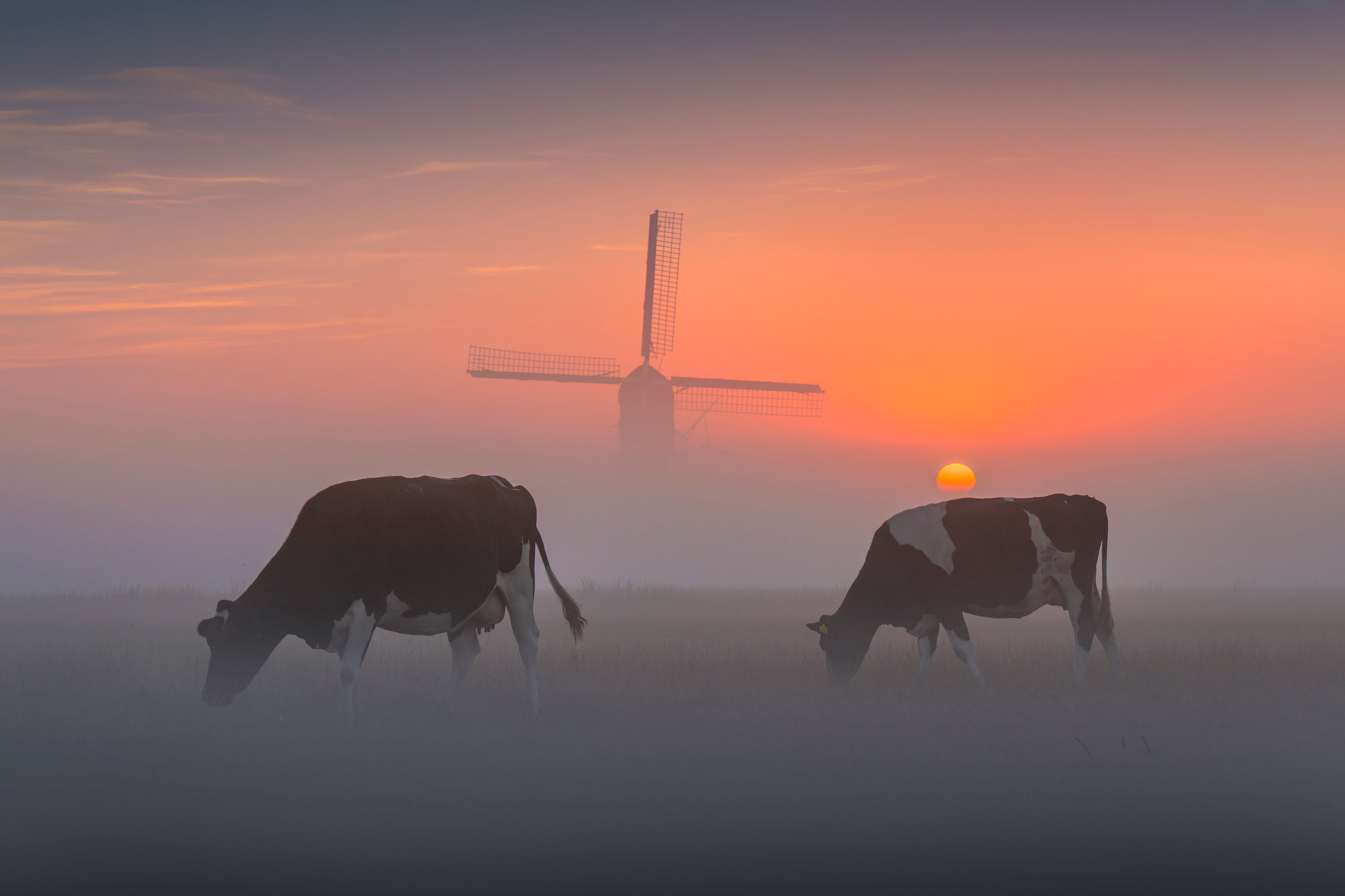 The Dutch Classic featured opacity image