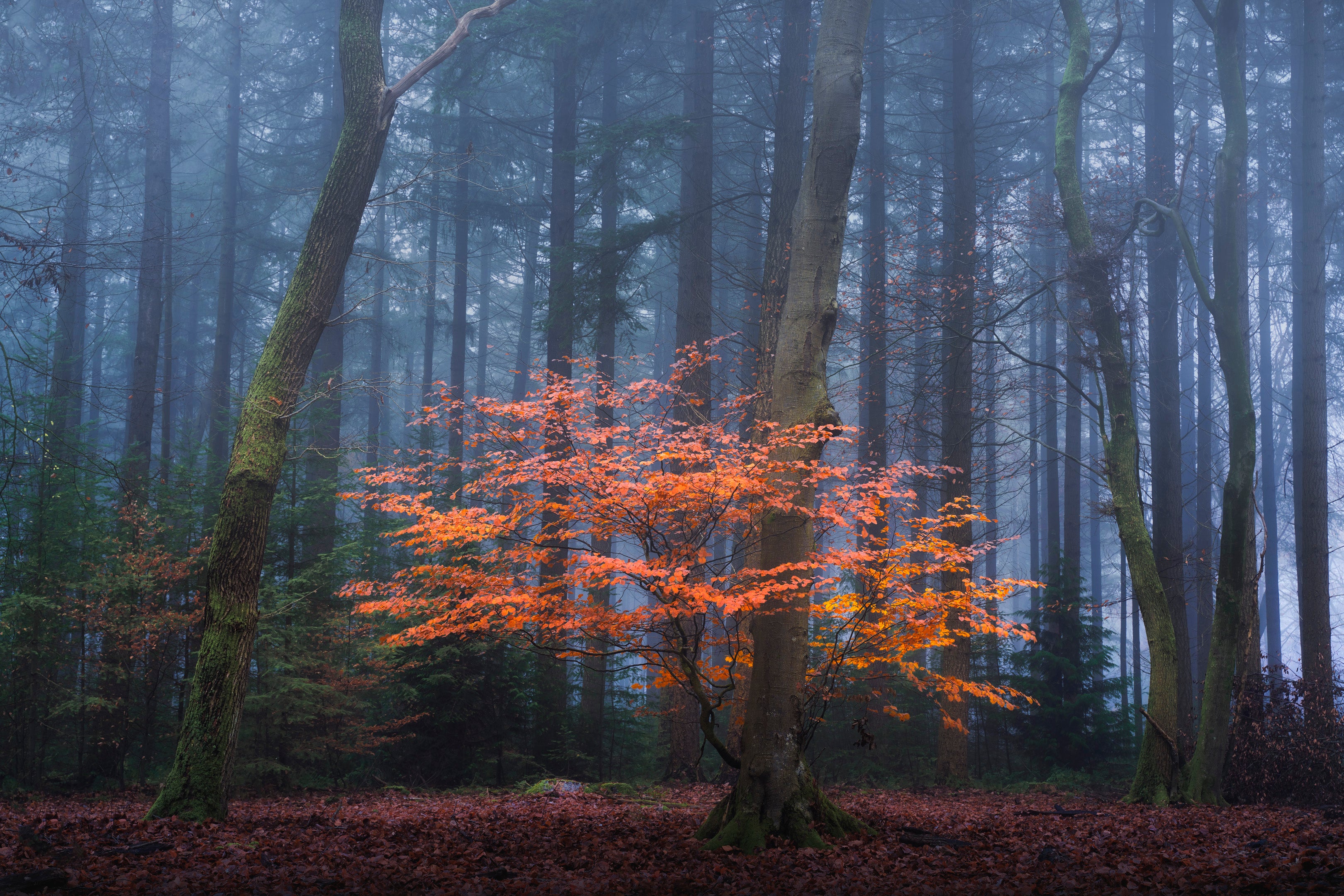 The Orange Touch featured opacity image
