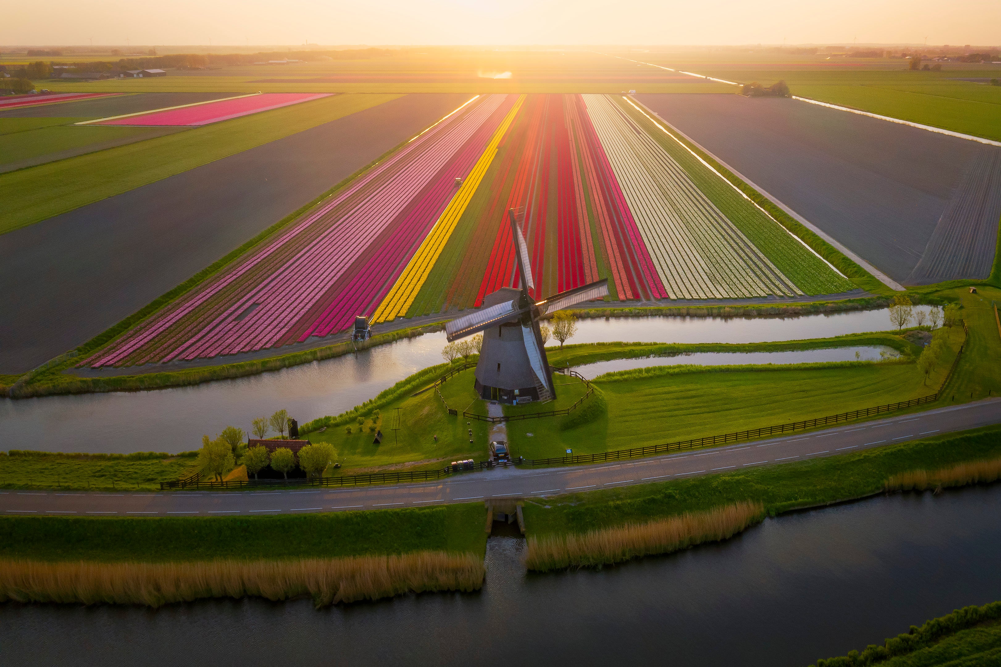 The Perfect Tulip Field featured opacity image