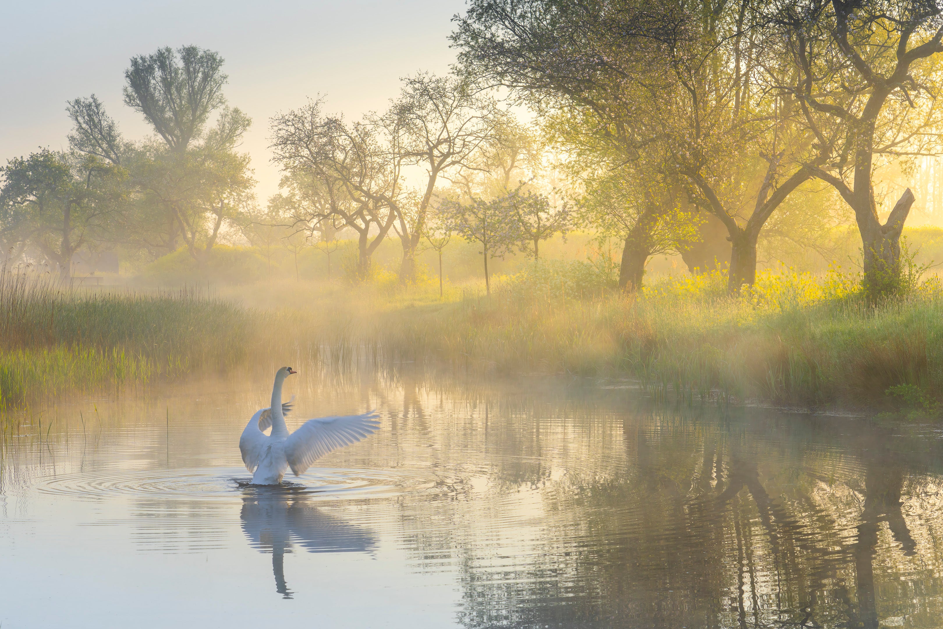 Wings of Dawn featured opacity image