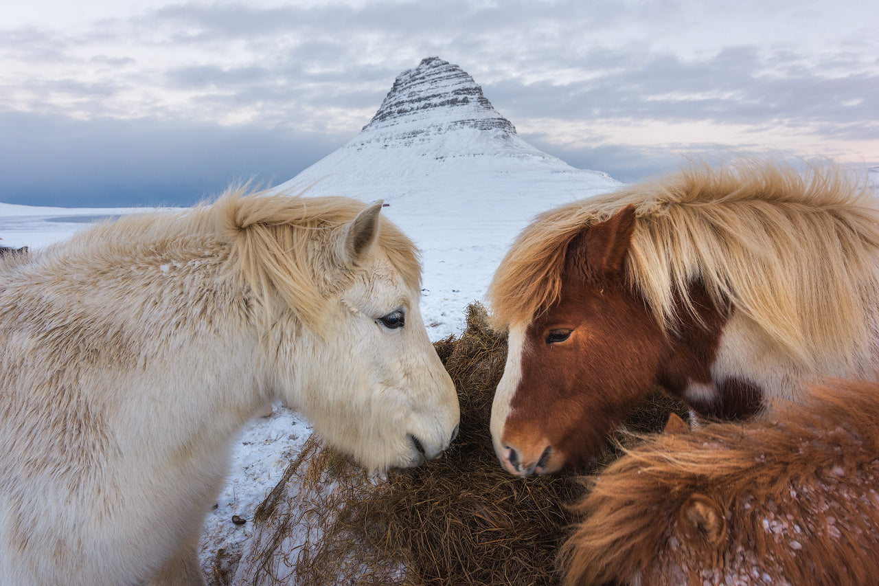 Kirkjufell Horses featured opacity image