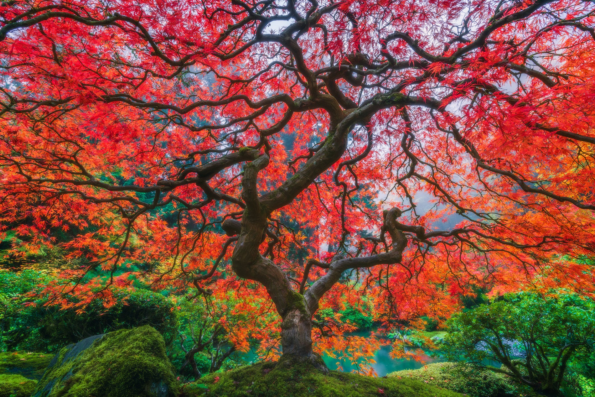 The Phoenix featured opacity image