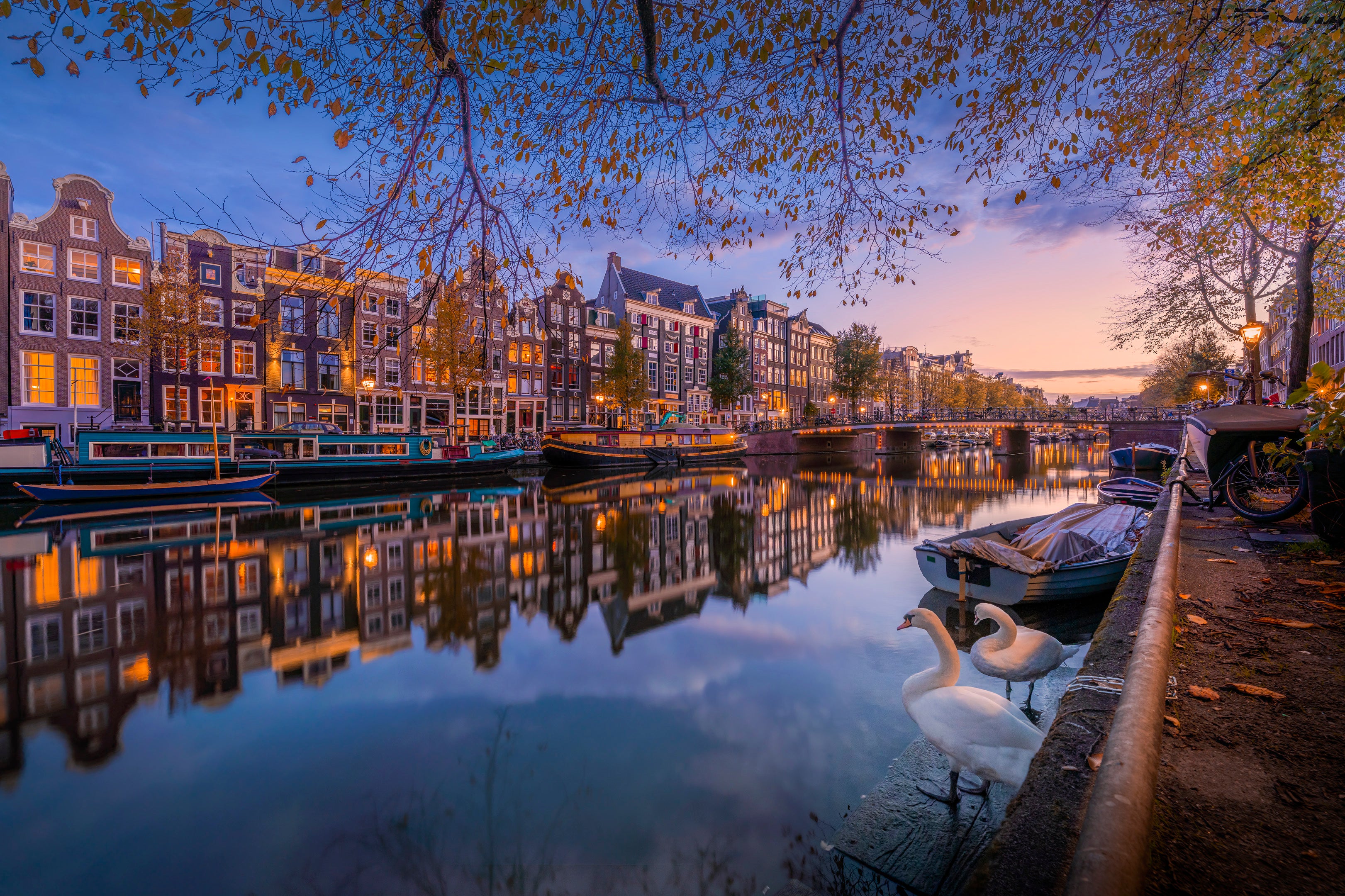 City of the Swans featured opacity image