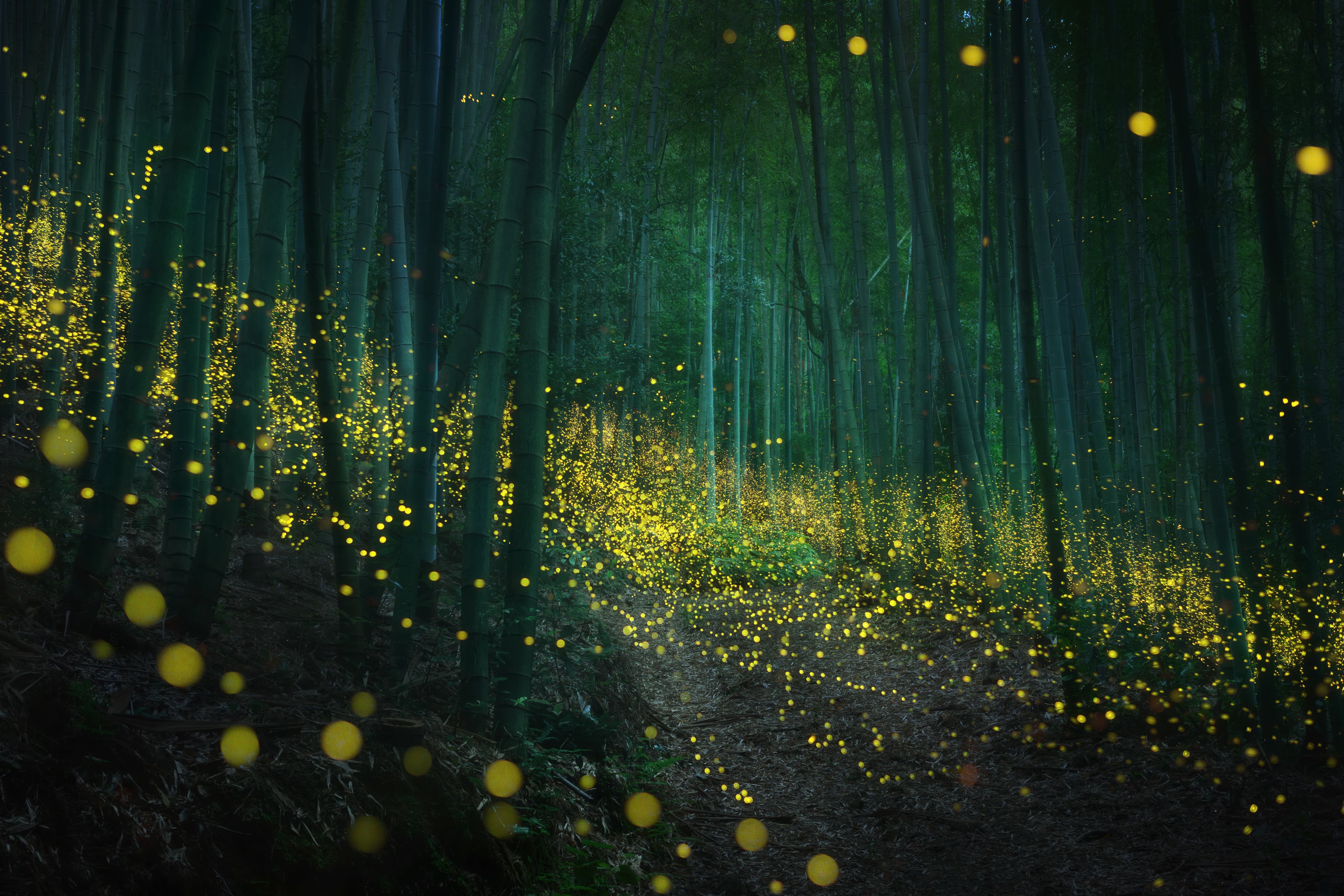 Fireflies in Japan featured opacity image
